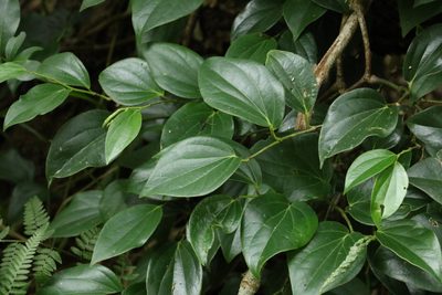 Piper hederaceum, photographed by Greg Tasney