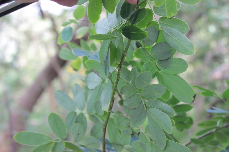 Senna pendula, photographed by Elijah Magistrado