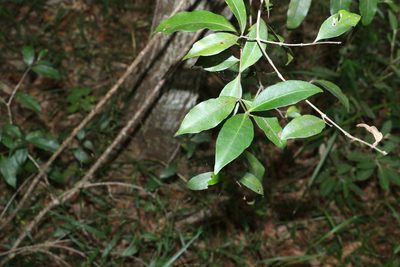 Melodinus australis, photographed by Greg Tasney