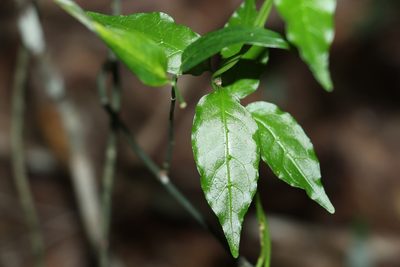 Gynochthodes jasminoides, photographed by Greg Tasney
