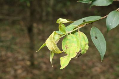 Rhodamnia rubescens, photographed by Greg Tasney