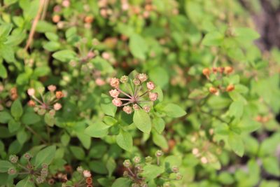 Pomax umbellata, photographed by Elijah Magistrado