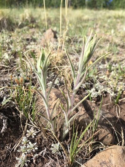 Castilleja lineata, photographed by Cecelia Alexander