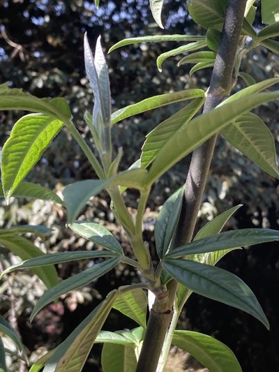 Piptanthus nepalensis, photographed by John Kenrick Gibson
