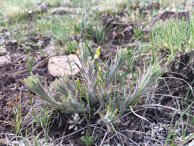Castilleja lineata, photographed by Cecelia Alexander