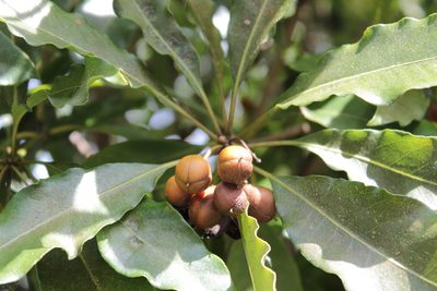 Pittosporum undulatum, photographed by Elijah Magistrado