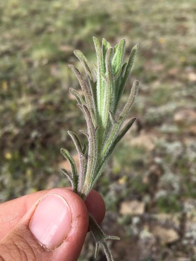 Castilleja lineata, photographed by Cecelia Alexander