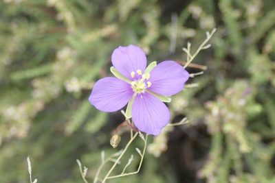 Heliophila suavissima, photographed by Andrew Deacon