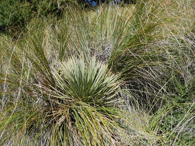 Aciphylla aurea, photographed by Alice Shanks