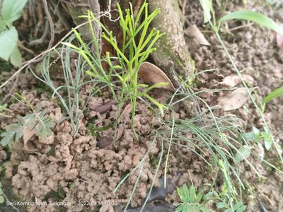 Psilotum nudum, photographed by Ong Jyh Seng