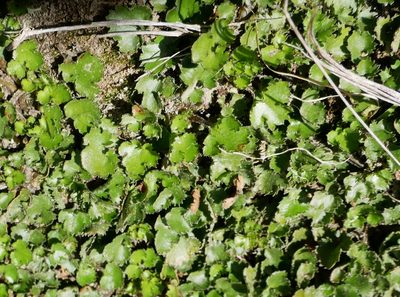 Gunnera monoica, photographed by Alice Shanks