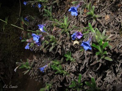 Glandora diffusa, photographed by José Luis Camaño