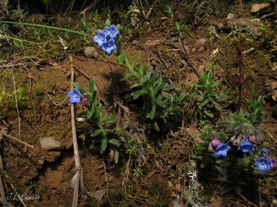 Glandora diffusa, photographed by José Luis Camaño