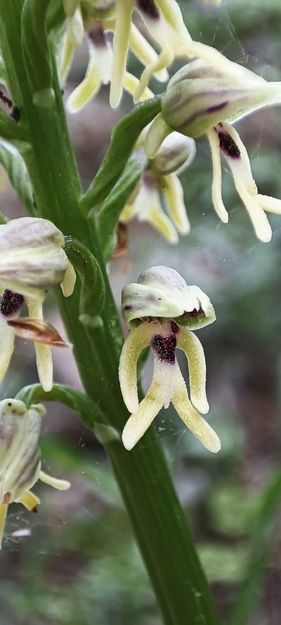Orchis galilaea, photographed by Udi Oron אודי אורון