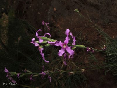 Matthiola fruticulosa, photographed by José Luis Camaño