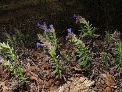Glandora diffusa, photographed by José Luis Camaño