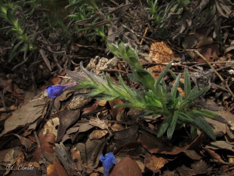 Glandora diffusa, photographed by José Luis Camaño