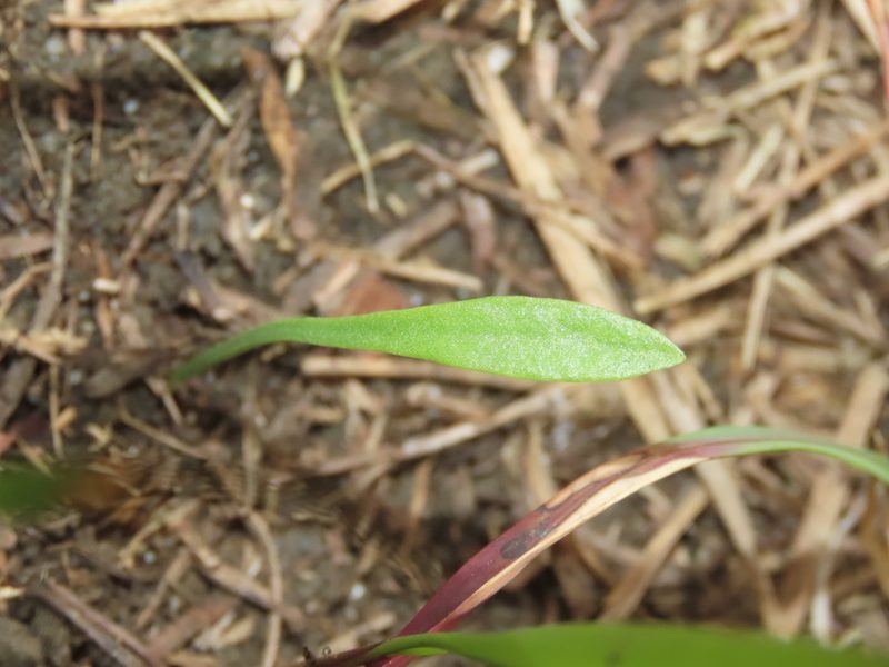 Ophioglossum thermale, photographed by chiuluan