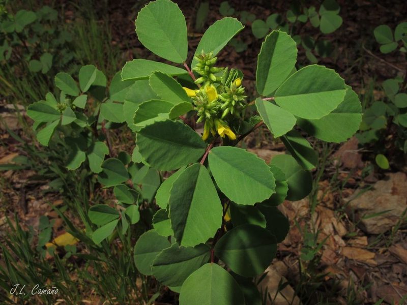 Melilotus italicus, photographed by José Luis Camaño
