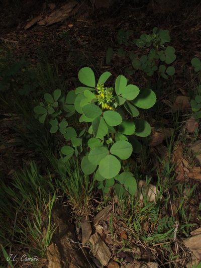 Melilotus italicus, photographed by José Luis Camaño