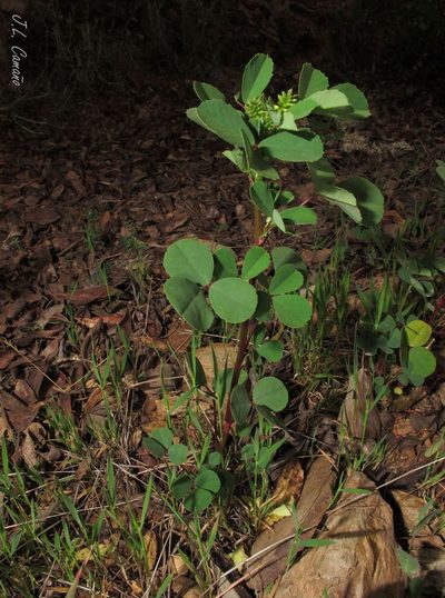Melilotus italicus, photographed by José Luis Camaño