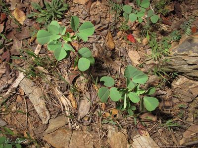 Melilotus italicus, photographed by José Luis Camaño