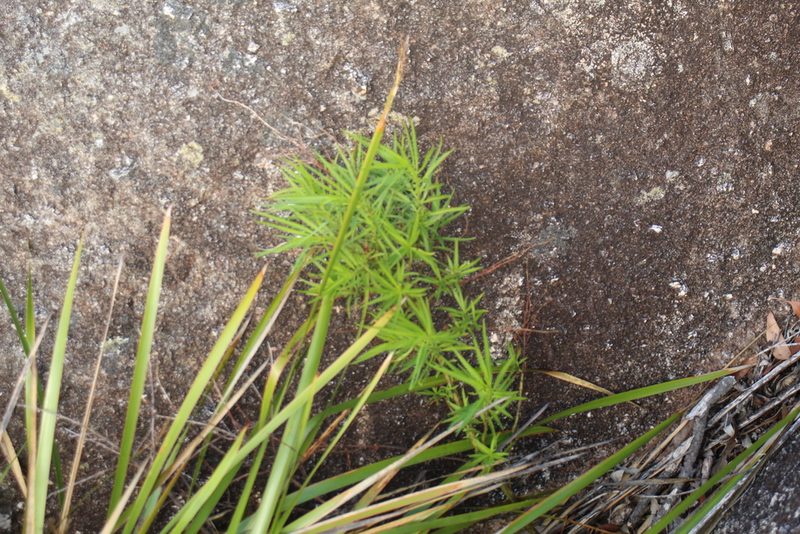 Glischrocaryon racemosum, photographed by Em Lamond