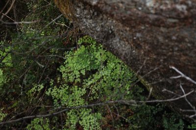 Adiantum aethiopicum, photographed by Em Lamond