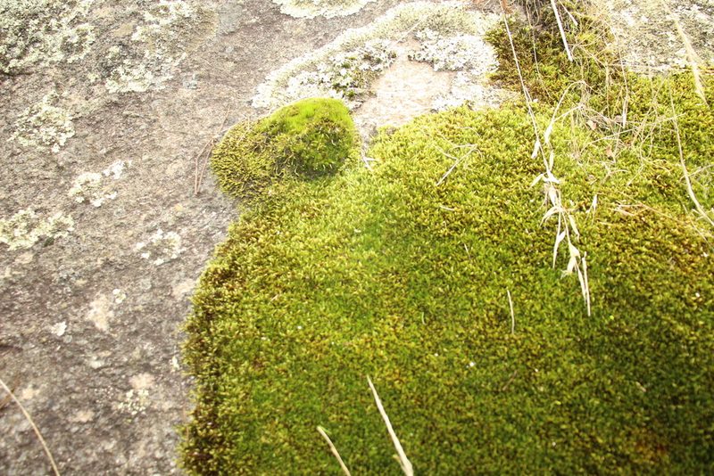 Sematophyllum homomallum, photographed by Em Lamond