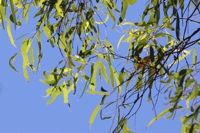Eucalyptus crebra, photographed by Richard Fuller
