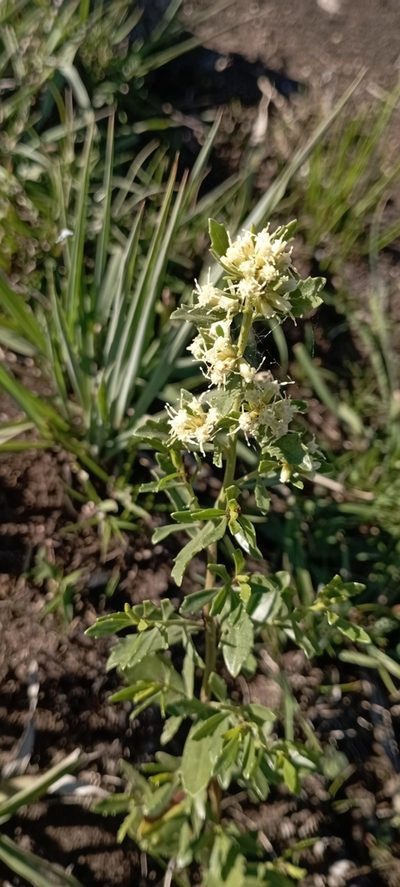 Baccharis linearifolia, photographed by Romi Galeota Lencina