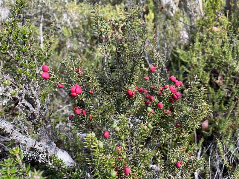 Leptecophylla parvifolia, photographed by Miguel de Salas