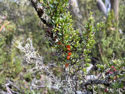 Coprosma nitida, photographed by Miguel de Salas