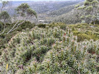 Richea scoparia, photographed by Miguel de Salas
