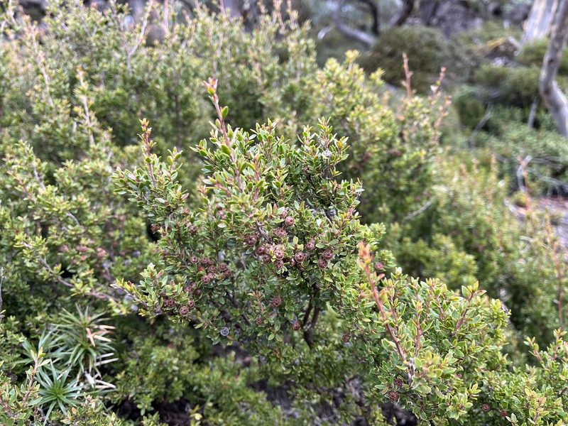 Leptospermum rupestre, photographed by Miguel de Salas