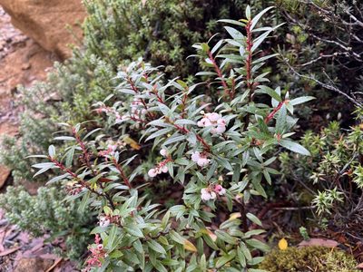 Gaultheria hispida, photographed by Miguel de Salas