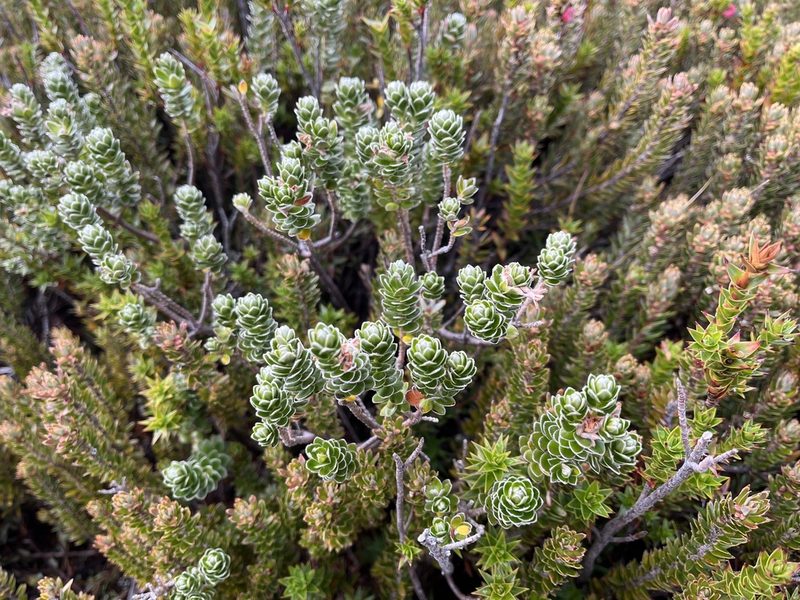Pimelea sericea, photographed by Miguel de Salas