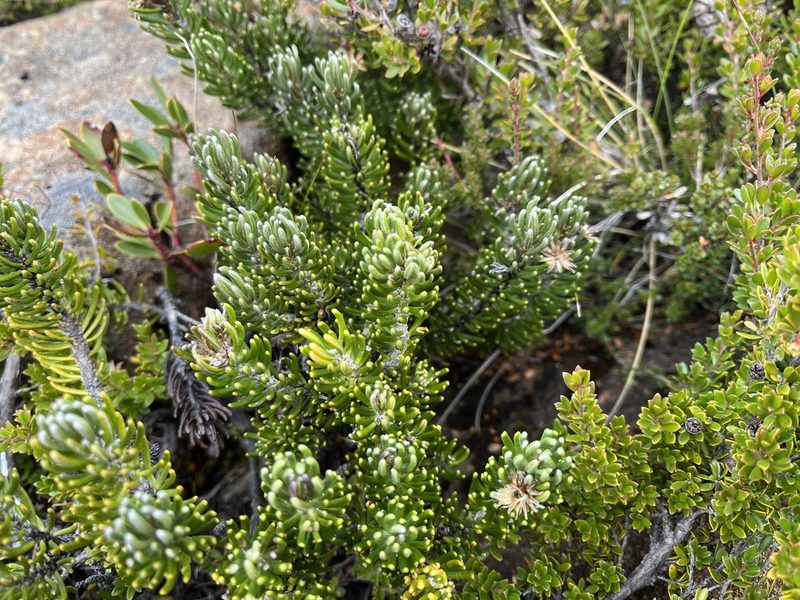 Olearia ledifolia, photographed by Miguel de Salas