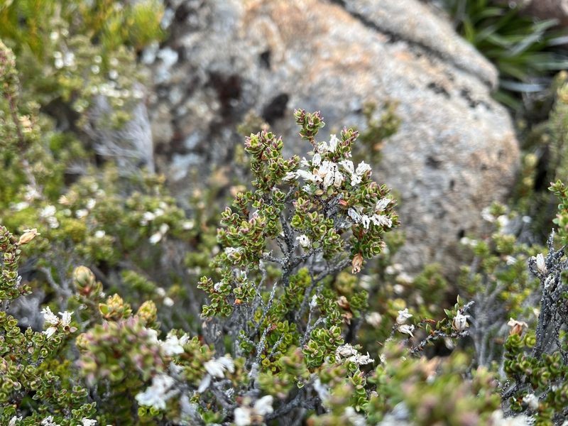Epacris serpyllifolia, photographed by Miguel de Salas