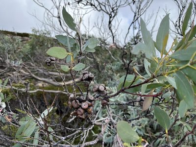 Eucalyptus coccifera, photographed by Miguel de Salas