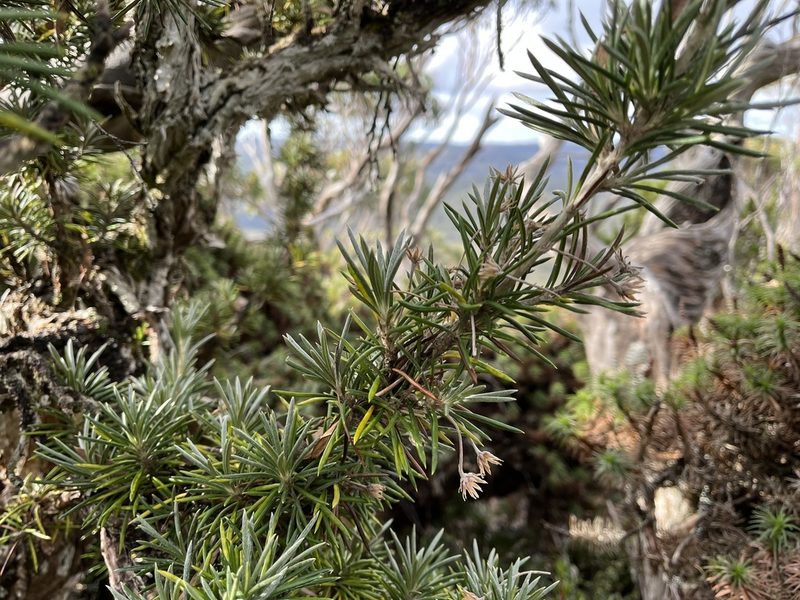 Olearia pinifolia, photographed by Miguel de Salas