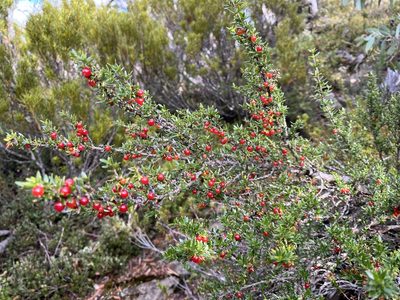 Coprosma nitida, photographed by Miguel de Salas