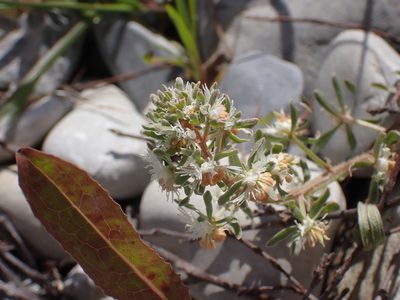 Reseda phyteuma, photographed by Fabien Piednoir