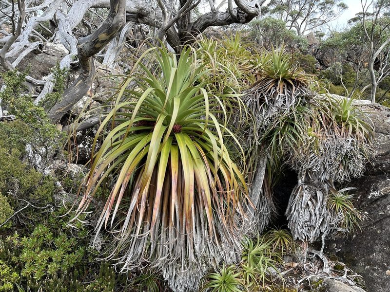 Richea pandanifolia, photographed by Miguel de Salas