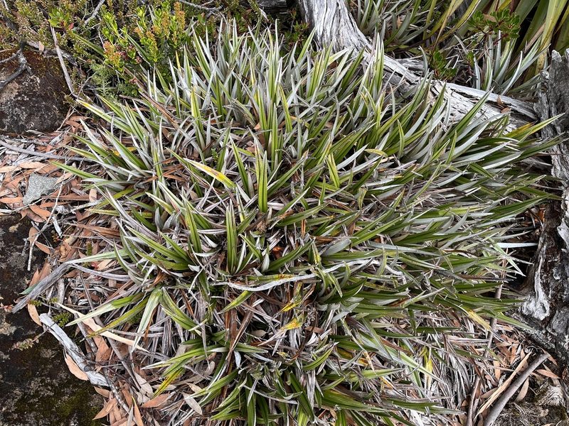 Astelia alpina, photographed by Miguel de Salas