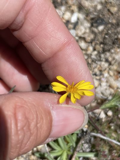 Pentachaeta aurea, photographed by Sula Vanderplank