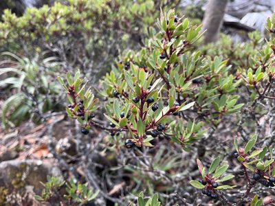 Tasmannia lanceolata, photographed by Miguel de Salas