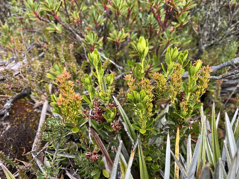 Tetracarpaea tasmannica, photographed by Miguel de Salas