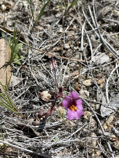 Erythranthe purpurea, photographed by Sula Vanderplank