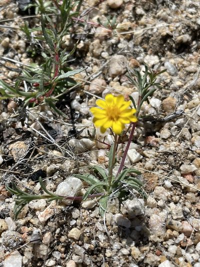 Pentachaeta aurea, photographed by Sula Vanderplank